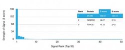 MCM6, Mouse anti-Human, Clone: MCM6/3000, Novus Biologicals 20 ug; Unconjugated:Antibodies,